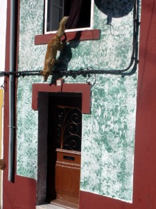 zorra-portalegre