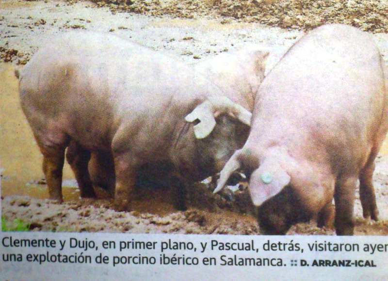 Cerdos y políticos